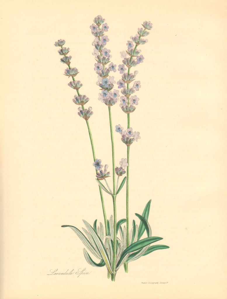PLANTAE UTILIORES. Spike Lavender (Lavandula Spica) Hand colour. BURNETT 1842